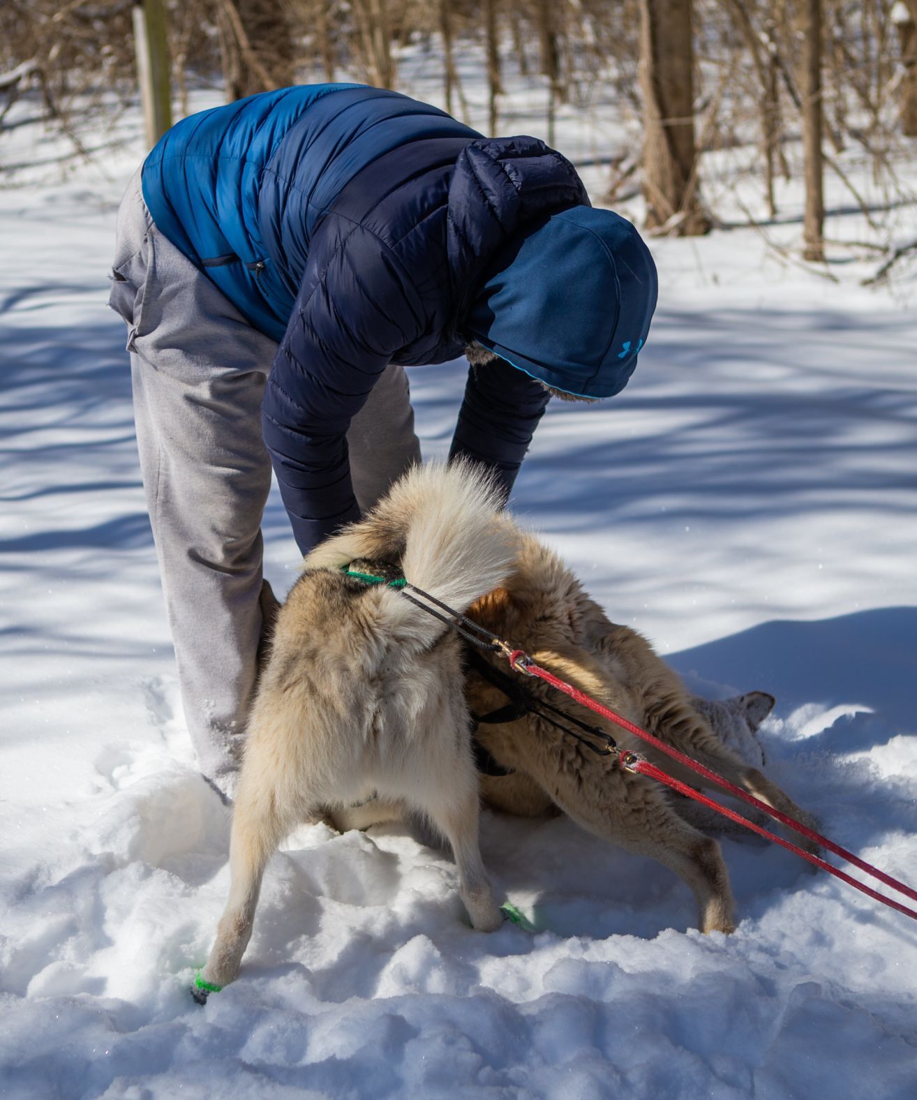 Snow treat for sled dog team